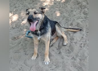 Norka - eine wundervolle Hündin