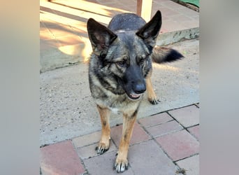 Emilia - Eine treue Schäferhund-Mix-Hündin mit großem Herzen sucht ihr Für-immer-Zuhause