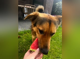 ELY, Traumtyp, Schäferhund-Mix, 1,5 Jahre, 50 cm, Pflegestelle Duisburg, Tierschutz Rumänien