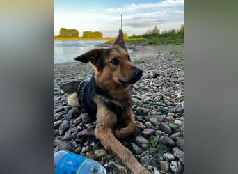 ELY, Traumtyp, Schäferhund-Mix, 1,5 Jahre, 50 cm, Pflegestelle Duisburg, Tierschutz Rumänien