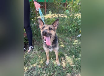 Norka - eine wundervolle Hündin