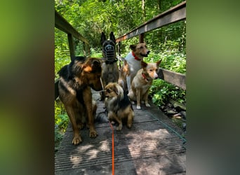 ELY, Traumtyp, Schäferhund-Mix, 1,5 Jahre, 50 cm, Pflegestelle Duisburg, Tierschutz Rumänien
