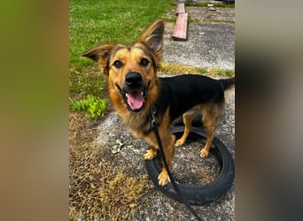 ELY, Traumtyp, Schäferhund-Mix, 1,5 Jahre, 50 cm, Pflegestelle Duisburg, Tierschutz Rumänien