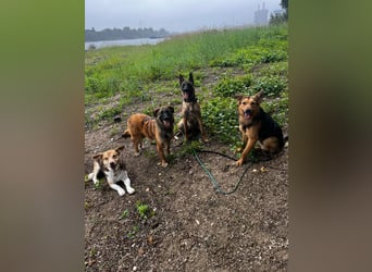 ELY, Traumtyp, Schäferhund-Mix, 1,5 Jahre, 50 cm, Pflegestelle Duisburg, Tierschutz Rumänien