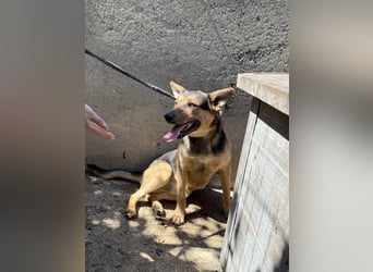 Jankó wartet schon so lange auf ein Zuhause