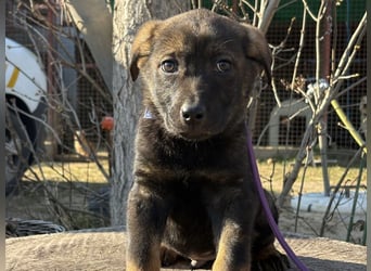 Valentino sucht ein warmes und liebevolles Zuhause