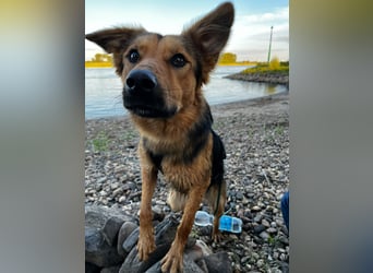 ELY, Traumtyp, Schäferhund-Mix, 1,5 Jahre, 50 cm, Pflegestelle Duisburg, Tierschutz Rumänien