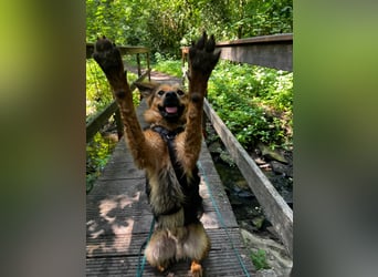 ELY, Traumtyp, Schäferhund-Mix, 1,5 Jahre, 50 cm, Pflegestelle Duisburg, Tierschutz Rumänien