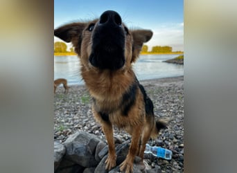 ELY, Traumtyp, Schäferhund-Mix, 1,5 Jahre, 50 cm, Pflegestelle Duisburg, Tierschutz Rumänien