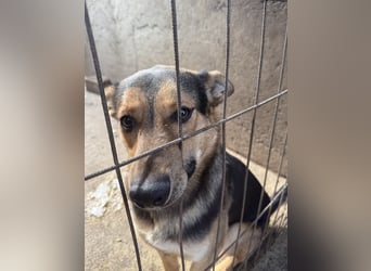 Jankó - treue Seele sucht warmes Zuhause!