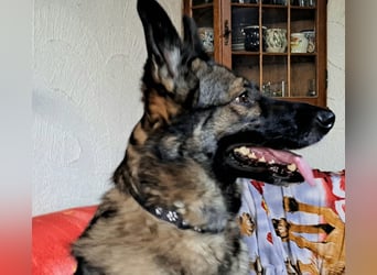 Emilia - Eine treue Schäferhund-Mix-Hündin mit großem Herzen sucht ihr Für-immer-Zuhause