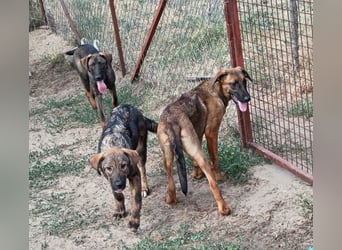 Valentino sucht ein warmes und liebevolles Zuhause