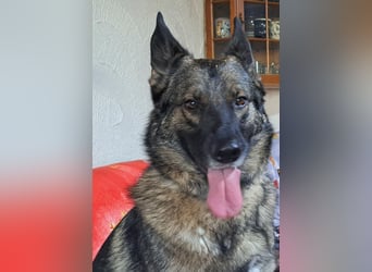 Emilia - Eine treue Schäferhund-Mix-Hündin mit großem Herzen sucht ihr Für-immer-Zuhause