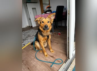 ELY, Traumtyp, Schäferhund-Mix, 1,5 Jahre, 50 cm, Pflegestelle Duisburg, Tierschutz Rumänien