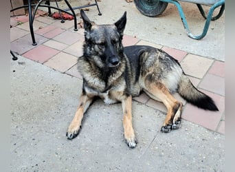Emilia - Eine treue Schäferhund-Mix-Hündin mit großem Herzen sucht ihr Für-immer-Zuhause