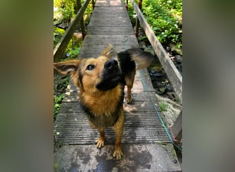 ELY, Traumtyp, Schäferhund-Mix, 1,5 Jahre, 50 cm, Pflegestelle Duisburg, Tierschutz Rumänien