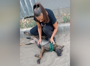 Valentino sucht ein warmes und liebevolles Zuhause