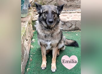 Emilia - Eine treue Schäferhund-Mix-Hündin mit großem Herzen sucht ihr Für-immer-Zuhause
