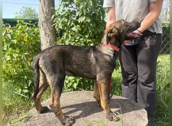 Valentino sucht ein warmes und liebevolles Zuhause