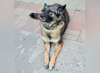 Emilia - Eine treue Schäferhund-Mix-Hündin mit großem Herzen sucht ihr Für-immer-Zuhause