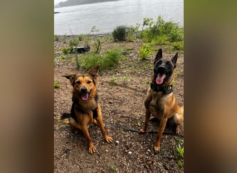 ELY, Traumtyp, Schäferhund-Mix, 1,5 Jahre, 50 cm, Pflegestelle Duisburg, Tierschutz Rumänien