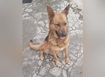  Luna sucht eine Pflege- oder Endstelle