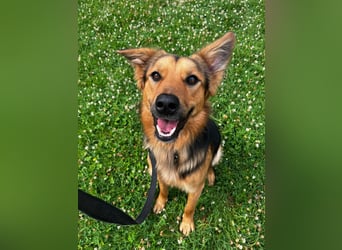 ELY, Traumtyp, Schäferhund-Mix, 1,5 Jahre, 50 cm, Pflegestelle Duisburg, Tierschutz Rumänien