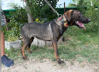 Valentino sucht ein warmes und liebevolles Zuhause