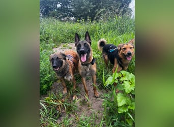 ELY, Traumtyp, Schäferhund-Mix, 1,5 Jahre, 50 cm, Pflegestelle Duisburg, Tierschutz Rumänien