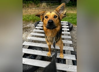 ELY, Traumtyp, Schäferhund-Mix, 1,5 Jahre, 50 cm, Pflegestelle Duisburg, Tierschutz Rumänien