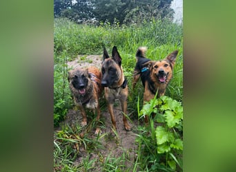ELY, Traumtyp, Schäferhund-Mix, 1,5 Jahre, 50 cm, Pflegestelle Duisburg, Tierschutz Rumänien