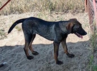 Valentino sucht ein warmes und liebevolles Zuhause