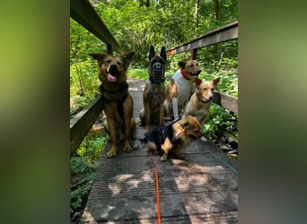 ELY, Traumtyp, Schäferhund-Mix, 1,5 Jahre, 50 cm, Pflegestelle Duisburg, Tierschutz Rumänien