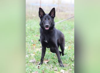 Chica - liebe, nette Schäfi Mix Hündin mit Handicap