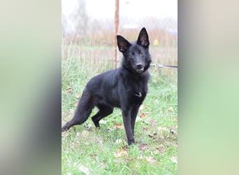 Chica - liebe, nette Schäfi Mix Hündin mit Handicap