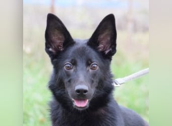 Chica - liebe, nette Schäfi Mix Hündin mit Handicap