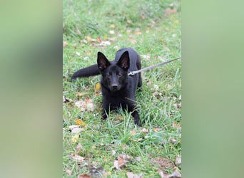 Chica - liebe, nette Schäfi Mix Hündin mit Handicap