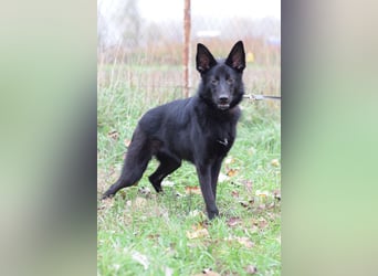 Chica - liebe, nette Schäfi Mix Hündin mit Handicap