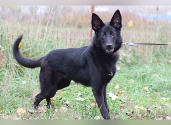 Chica - liebe, nette Schäfi Mix Hündin mit Handicap