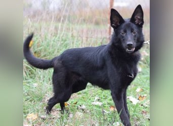 Chica - liebe, nette Schäfi Mix Hündin mit Handicap