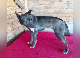 wunderschöne LOLA - 1 Jahr, 45cm/14kg