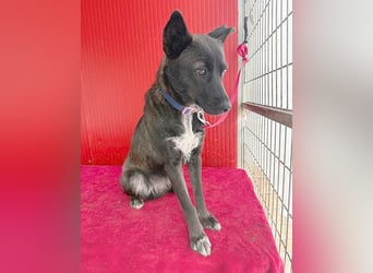 wunderschöne LOLA - 1 Jahr, 45cm/14kg