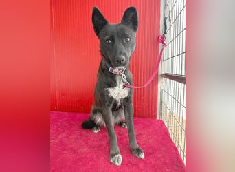 wunderschöne LOLA - 1 Jahr, 45cm/14kg