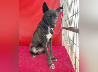 wunderschöne LOLA - 1 Jahr, 45cm/14kg