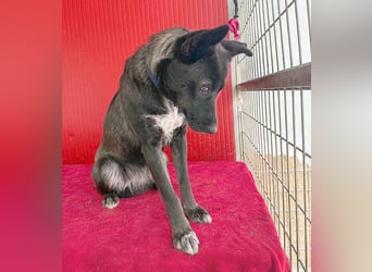 wunderschöne LOLA - 1 Jahr, 45cm/14kg