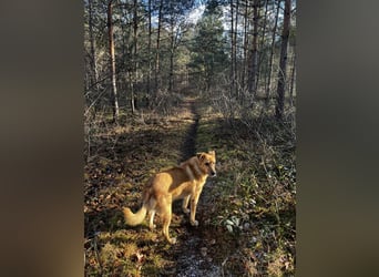 Elli sucht ihr Herzenszuhause