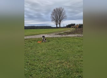 liebe junge Schäferhund Mischlings-Hündin Alma sucht eine Familie