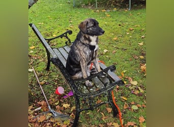 liebe junge Schäferhund Mischlings-Hündin Alma sucht eine Familie