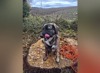 liebe junge Schäferhund Mischlings-Hündin Alma sucht eine Familie