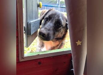 liebe junge Schäferhund Mischlings-Hündin Alma sucht eine Familie